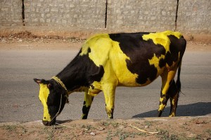 cow decorated